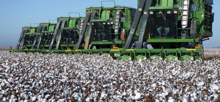 img-algodão de fibra longa-26-06-2015