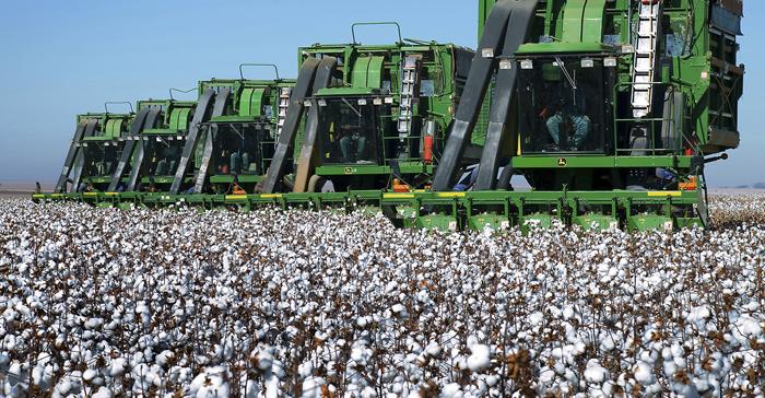 img-algodão de fibra longa-26-06-2015